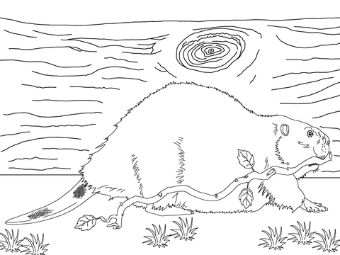 North American Beaver With Branch Coloring Page